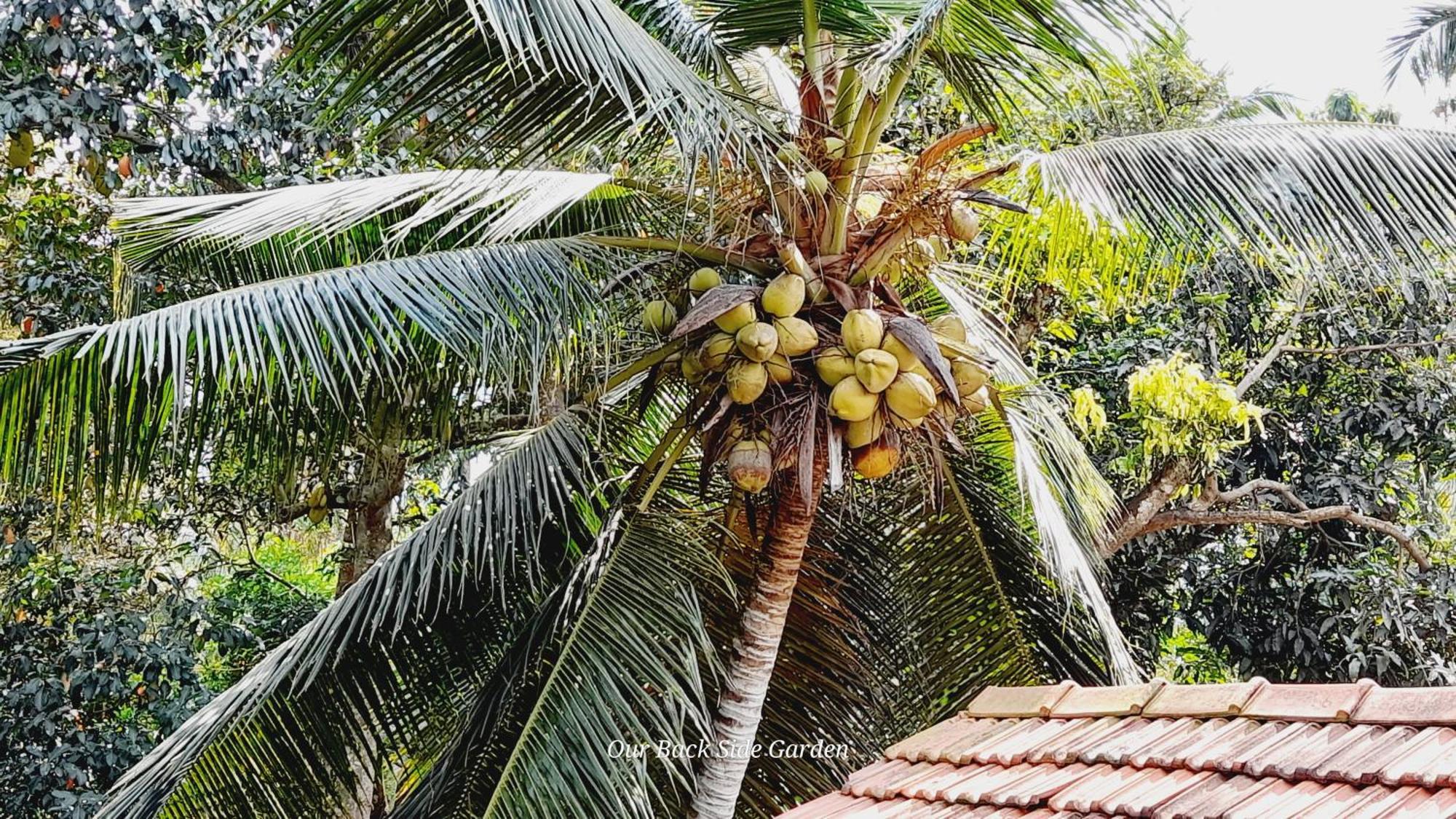 Le Meridien Bnb For Foreign Travelers Negombo Eksteriør billede